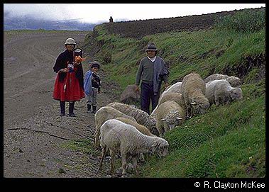 The Road to Ingapirca