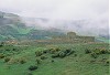 Overall in fog - color